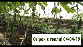 Вирощування огірків сорту Чайковський в теплиці станом на 04.04.19