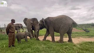 Tears of Happiness as Lundi Accepts Baby Elephant Orphan, Phabeni