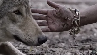 How did the dog become man's first friend?