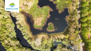 Trailer: Våtmarker fulla av liv - vägen tillbaka