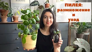 Пилея пеперомиевидная / Уход в домашних условиях: грунт, полив, освещение и размножение