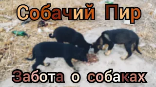 Собачий Пир | Забота о собаках