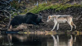 Yellowstone grizzly 791 defends elk kill from grey wolf