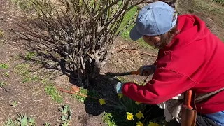 How to prune old roses