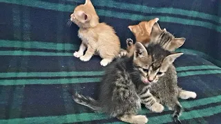 Hungry Kittens Are Waiting For Mom Cat To Come😺#cute #pets #kittens