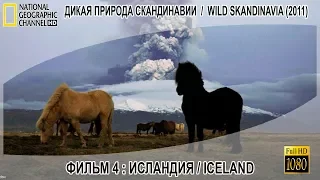 Дикая природа Скандинавии (2011) 4  Исландия ⁄ Iceland 1080p