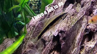 Siamese Algae Eater Basic Care Guide