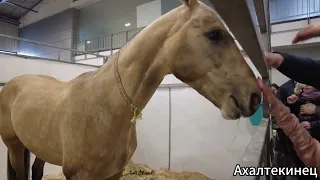 Grand horse show, Vilnius, Lithuania. The best horses of Eastern Europe