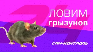 #Как избавиться от крыс ? Проверенный способ работает 100 %.  #СанконтрольКрасноярск.