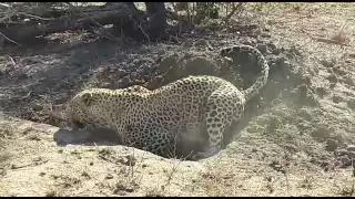 Leopard digging out a warthog