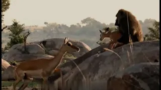 - baboon snatches a baby impala (Serengeti)