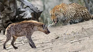 Leopard vs Wild Dogs vs Hyenas vs Impala