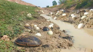 Amazing fishing - today found & pick many big clams & eggs in canal when dry water near my home.