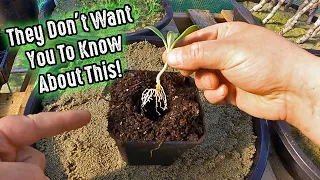 Bagged Soil & Media Companies Don't Want You To Know About This Amazing Plant Starting Alternative!