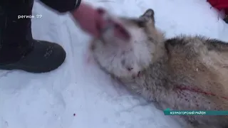 08 02 2021 Волки снова атакуют жителей Холмогор