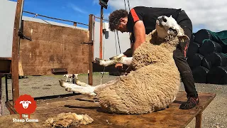 SHEARING A BIG UGLY RAM