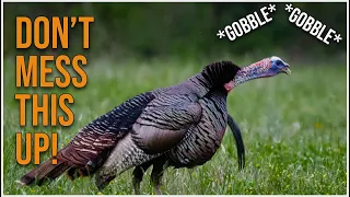 Mistakes You Make After Hearing A Turkey Gobble