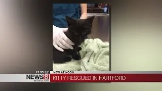 Hartford police rescue kitten trapped in storm drain