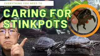 How to keep Stinkpot Turtles (Common Musk Turtles) - Pet Care - 15 Facts & Information