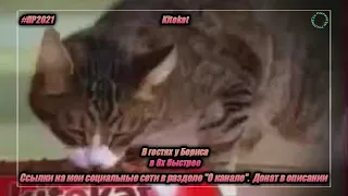 Kitekat — «В гостях у Бориса» в 8х быстрее | PRO Рекламу