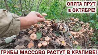 💥ГРИБЫ МАССОВО РАСТУТ в КРАПИВЕ!👉ОПЯТА ПРУТ в ОКТЯБРЕ! Ждём грибы 2024!