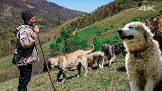 Shepherd Omar's Herd of Sheep and Goats - Part 2 | Documentary ▫️4K▫️