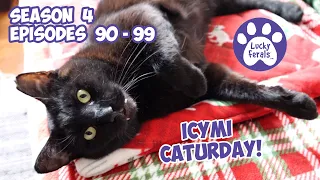 ICYMI Caturday! * Lucky Ferals S4 Episodes 90 - 99 * Cat Family Vlog