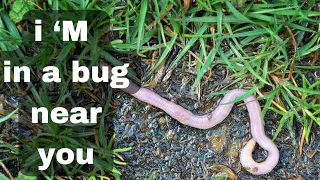 Horsehair Worm facts not for the squeamish | Animal Infopedia