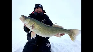 GIANT Lake Winnipeg Greenback Walleyes with Blackwater cats Outfitters (31" monster)