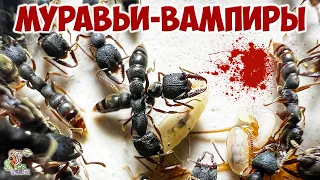 Дракула-антс ● Муравьи-вампиры ● Stigmatomma reclinatum