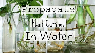 How To Propagate Houseplants From Cuttings | How To Water Propagate Indoor Plants