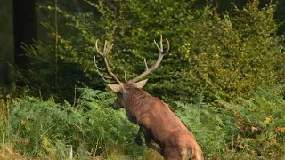 Chasse aux Cerfs en Bretagne !!! 2022/2023 Inédit !!!