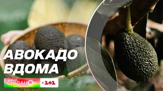 Доступна екзотика: Вирощуємо авокадо в домашніх умовах