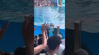 K*ller Whale at Seaworld