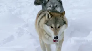 Yellowstone Wolves: The Renewal of Nature Trailer