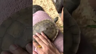 Turtles do recognise their owners 🥰