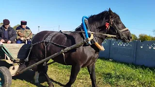 КУПИЛИ КОБЫЛУ ВЕСОМ БОЛЕЕ 1000 кг ПЕРШЕРОНОВСКИХ КРОВЕЙ