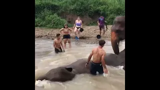 Adorable baby elephant loves bathing in the river