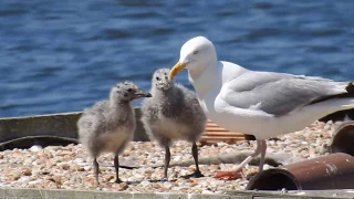 Herring Gull feeding chicks