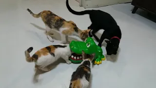 Cute Kitten Cats Steals Treat Right Out Of Crocodile's Toy Mouth