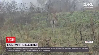 Екзотичні переселенки: на південь Одеської області заселили 4 благородних олениць та 12 ланей