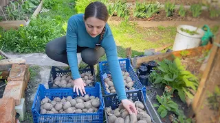 Planting Potatoes for High Yield | the Method I Loved