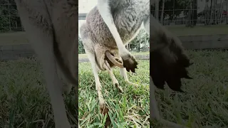 kangaroo goes in his mom’s pouch