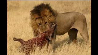 Ezeli Düşmanlar Aslanlar Ve Sırtlanlar ( +7 ŞİDDET VE KORKU İÇERİR ) l Nat. Geo. Wild HD