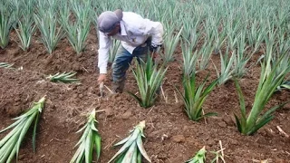 Proceso de Cultivo y Producción de la Piña - TvAgro por Juan Gonzalo Angel