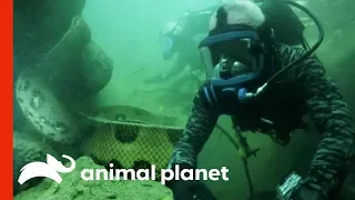 Face-to-Face with a 20-Foot, Monster Anaconda | River Monsters