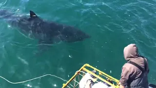 A Massive Great White Shark  Passes Our Boat!