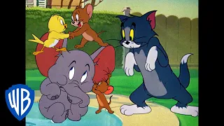 Tom y Jerry en Latino | Jerry y sus aliados | WB Kids