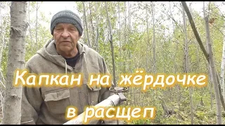 капкан на жёрдочке в расщеп ( метод Николая Абоимова).