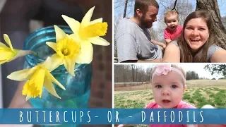 BUTTERCUPS VS DAFFODILS - WHAT DO YOU CALL THIS FLOWER?